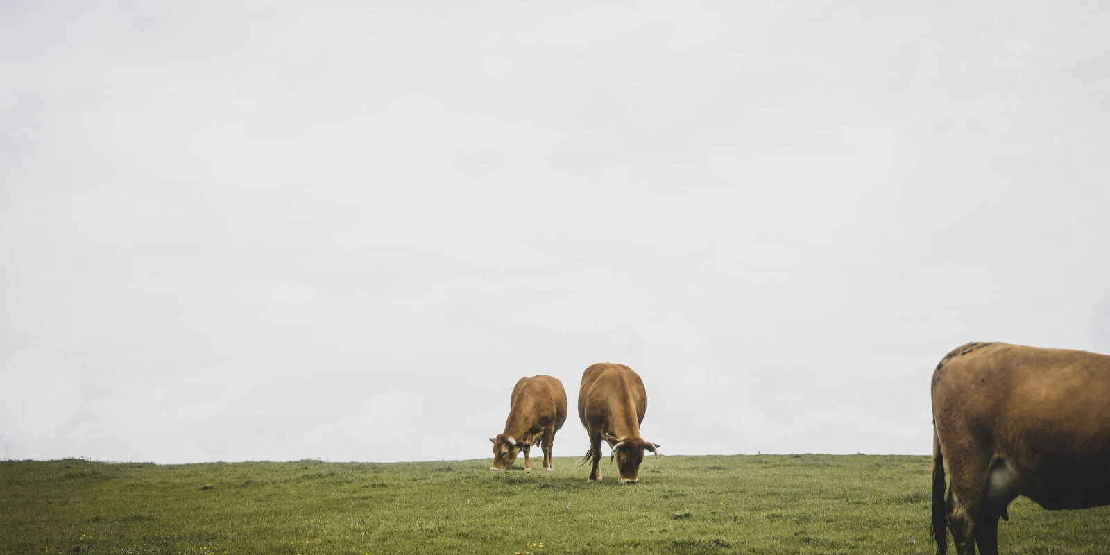 BUT Commerce International : Quelles Opportunités ?