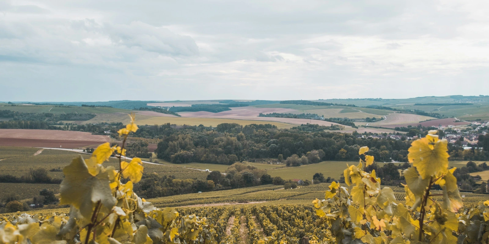 Les Compétences Acquises en DUT Techniques de Commercialisation